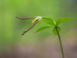 Large Whorled Pogonia Orchid