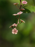 Swamp Red Currant