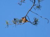 Bay-breasted Warbler