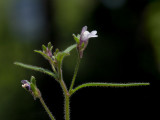 Dwarf Snapdragon