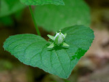 Downy Yellow Violet Fruit