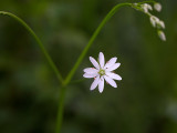 Lesser Stitchwort