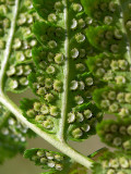 Crested Fern Sori