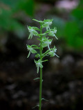Pad-leaved Orchid