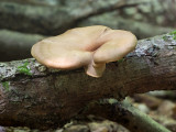 Blackfoot Polypore Mushroom