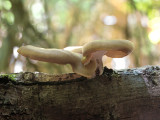 Bay Polypore Mushroom