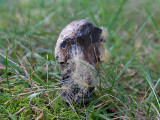 Mold on a Black Velvet Bolete Mushroom