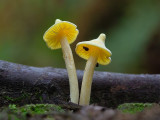 Yellow Unicorn Entoloma Mushrooms