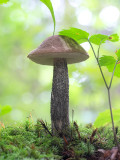 Birch Bolete Mushroom
