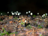 Match Stick Fungi