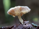 Mold on Unidentified Mushroom