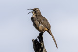 California Thrasher