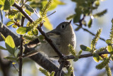 Ruby-crowned Kinglets
