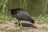 Common Moorhen