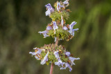 Black Sage (<em>Salvia mellifera</em>)