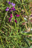 Minature Lupine (:<em>Lupinus bicolor</em>)