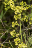 Narrow-leaf Bedstraw (<em>Galium angustifolium</em>)