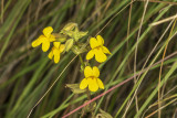 Yellow Monkeyflower (<em>Erythranthe guttata</em>)