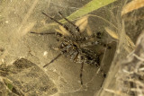 Funnel Web Spider (<em>Agelenopsis</em> spp)