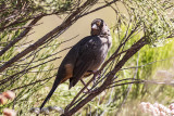 California Towhee