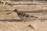 American Lark Sparrow
