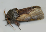 Red-humped Caterpillar Moth (<em>Schizura concinna </em>)