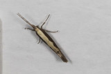 Diamondback Moth (<em>Plutella xylostella</em>)