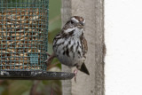 Song Sparrow