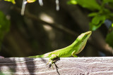 Green Anole (Anolis carolinensis)
