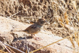 Rufus-crowned Sparrow