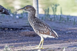 Black-crowned Night Heron