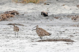 Whimbrel