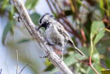 Moutain Chickadee