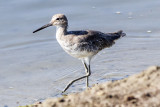 Willet