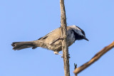 Mountain Chickadee