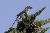 Western Scrub Jay