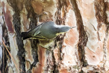 White-breasted Nuthatch