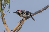 Nuttalls Woodpecker