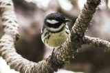 Mountain Chickadee