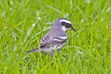 Mountain Chickadee