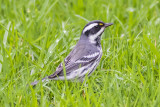 Mountain Chickadee