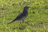 American Pipit