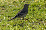 American Pipit