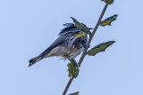 Yellow-rumped Warbler