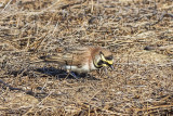 Horned Lark