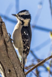 Downy Woodpecker