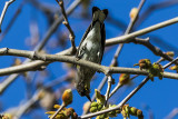 Yellow-rumped Warbler