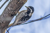 Downy Woodpecker