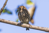 Pine Siskin