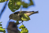 Pine Siskin